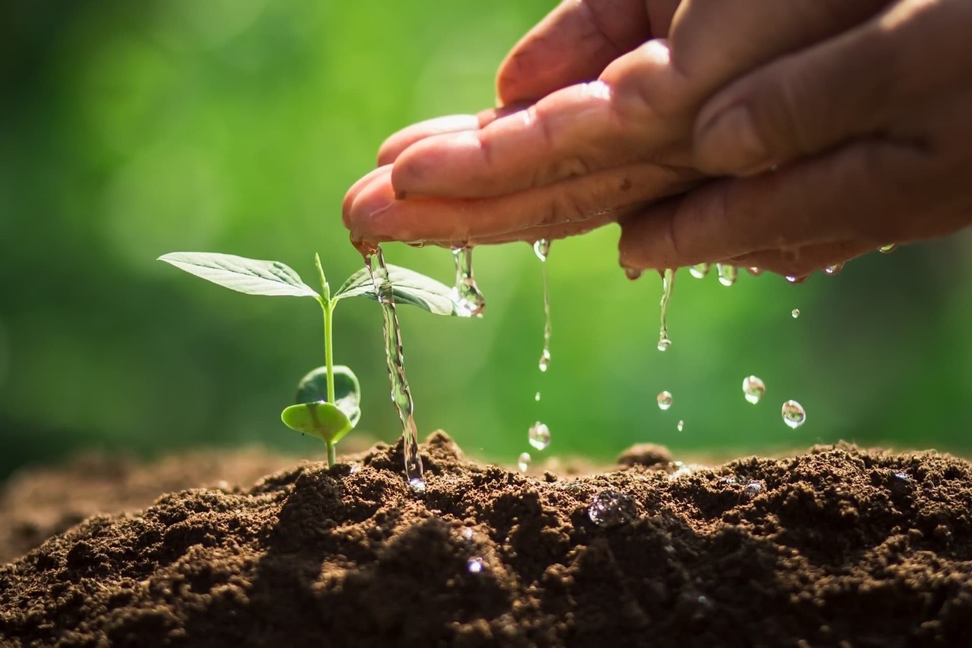 Füzuli rayonunun aqrar potensialı - TƏHLİL