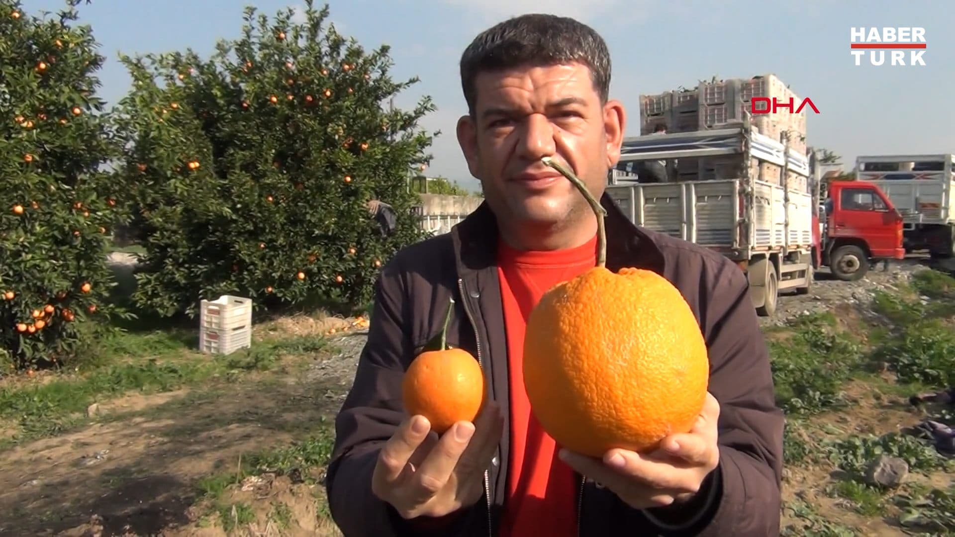 Fermer nəhəng portağal yetişdirdi - VİDEO
