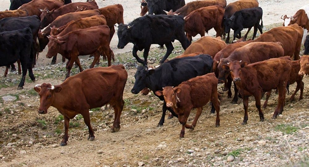 Azərbaycan Gürcüstandan mal-qara idxalını azaldıb