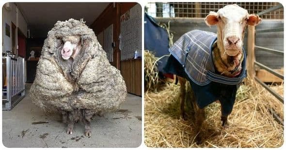 5 ildir qırxılmayan qoyundan 35 kiloqram yun çıxdı – FOTO