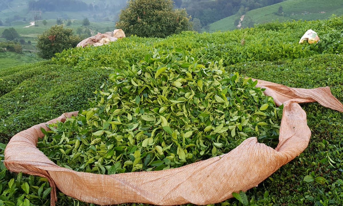 Azərbaycanda çay plantasıyalarının güzəştli sığortası başlayıb – ŞƏRTLƏR, MƏBLƏĞLƏR, MİSALLAR