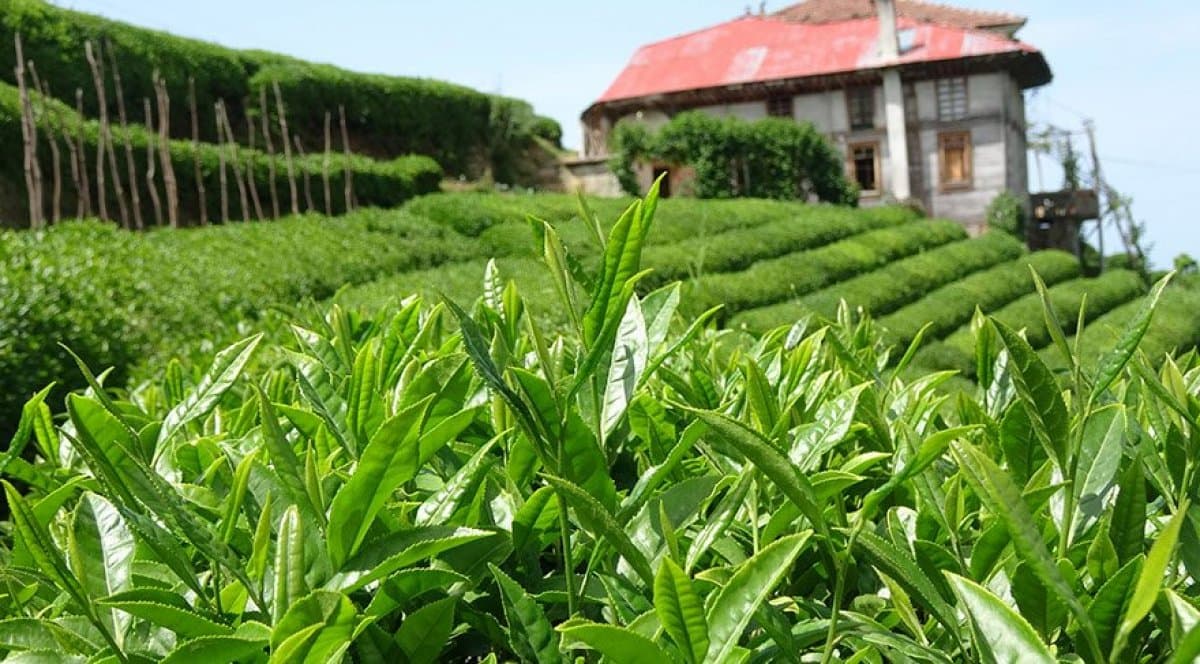 Çay ixracı azalıb