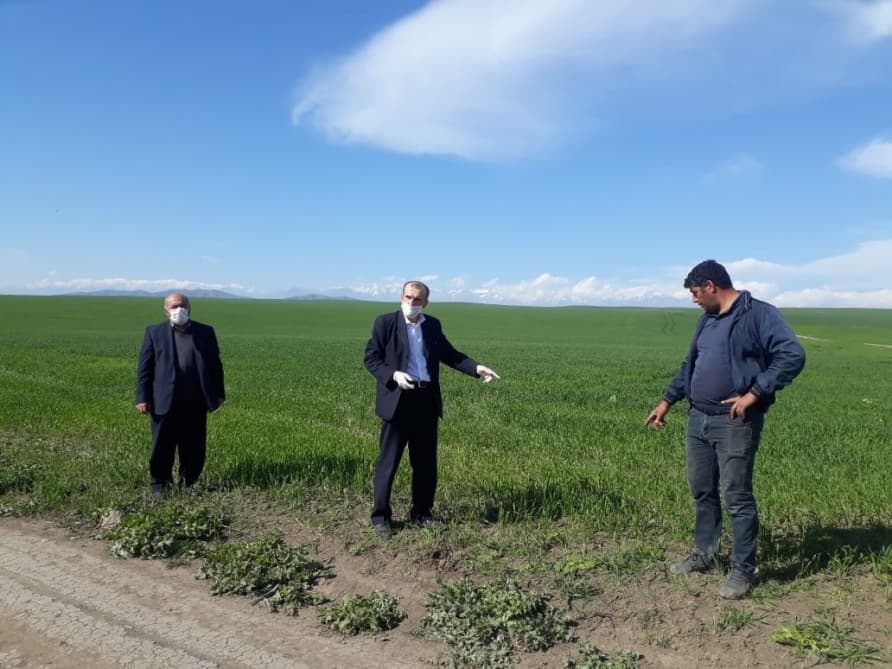 Payızlıq taxıl əkinlərində kompleks mübarizə tədbirləri