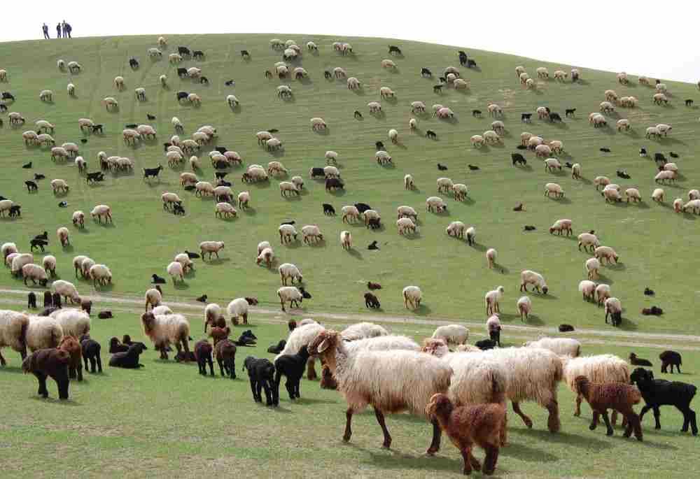 Azərbaycanda seleksiya ferması yaradılır