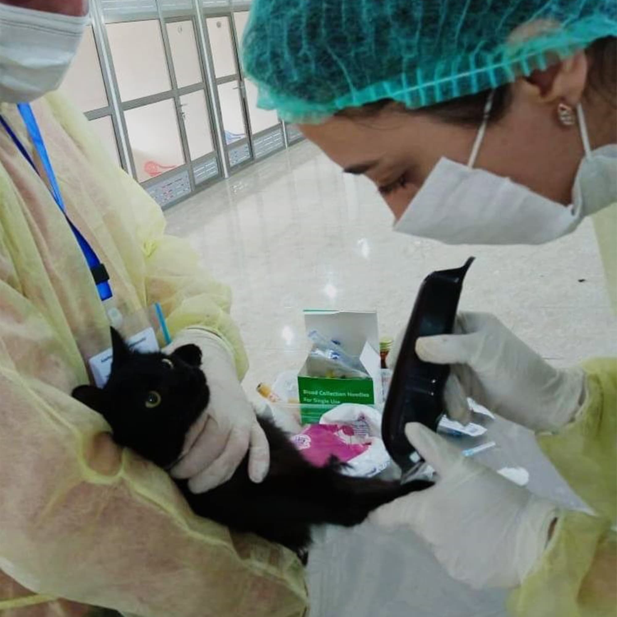 Azərbaycanda koronavirus it və pişiklər arasında da yayılıb?