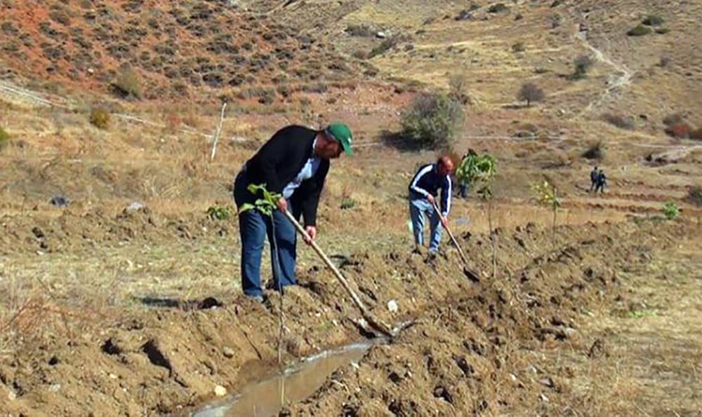 Culfa rayonunda yeni qoz bağı salınıb