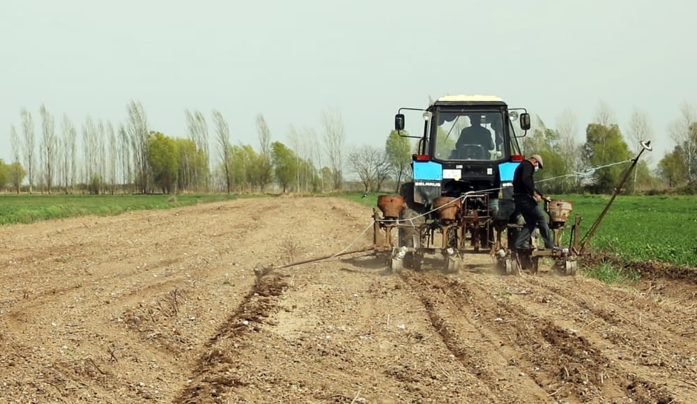 Bir kiloqram toxum səpib 2 ton məhsul götürmək olur