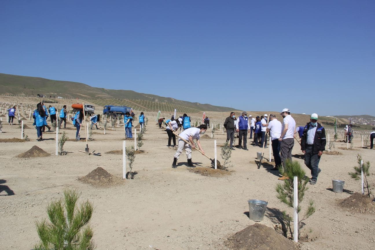 “Yaşıl Marafon” layihəsi üzrə ağacəkmə aksiyaları uğurla davam edir