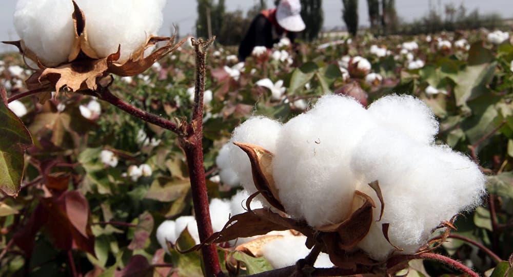 Pambıq lifi və ipliyinin ixracı artıb