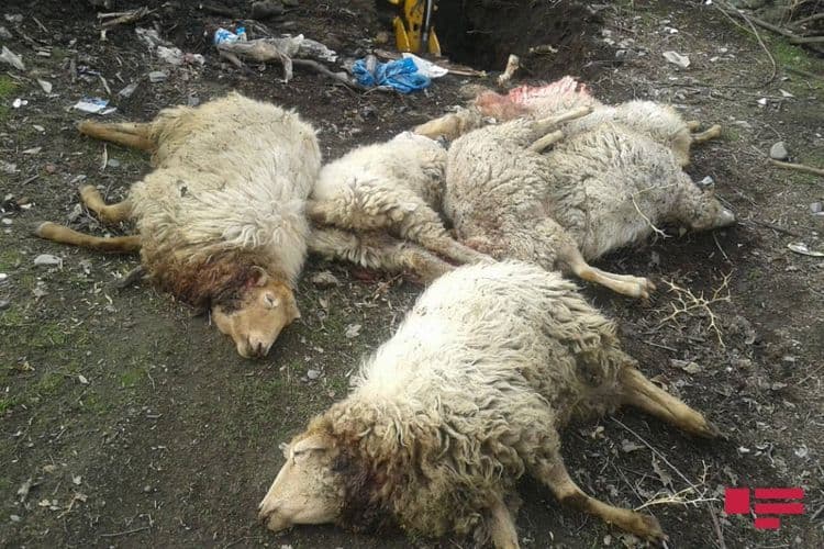 Oğuzda canavarlar kəndə hücum edərək xırdabuynuzlu heyvanları parçalayıb