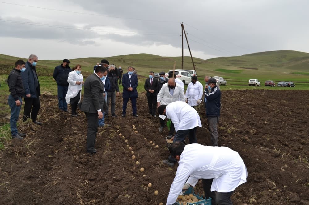 Yeni kartof sortlarının nümayiş əkinləri həyata keçirilib