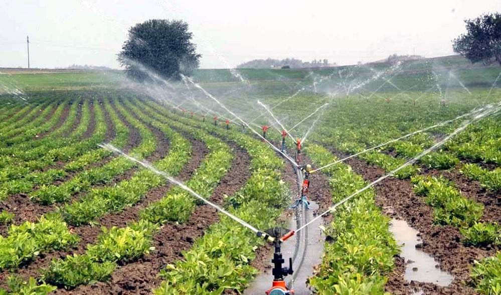 Azərbaycanda ağac və kolların sığortalanması qaydası AÇIQLANIB