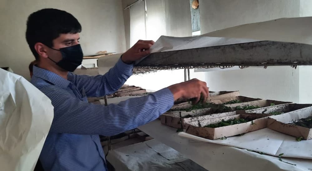 Bu il Balakəndə yaş barama istehsalının 46 tona çatdırılması proqnozlaşdırılır