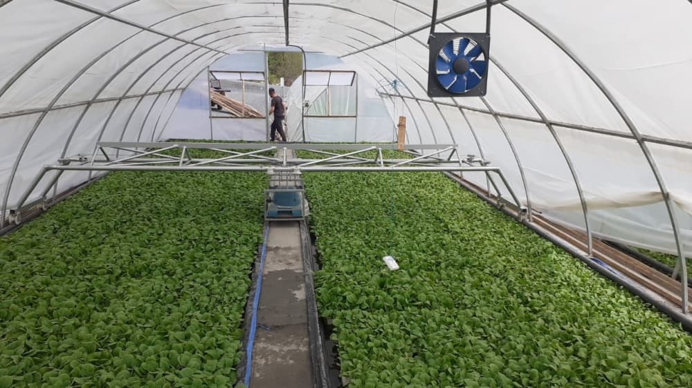 “Zaqatala AGRO İndustry” üç rayonda, ümumilikdə, 636 hektar sahədə tütün əkəcək