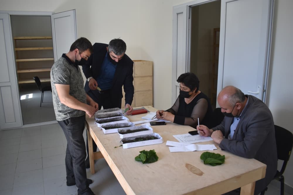 Zaqatalalı kümçülərə 1150 qutu ipəkqurdu paylanılıb