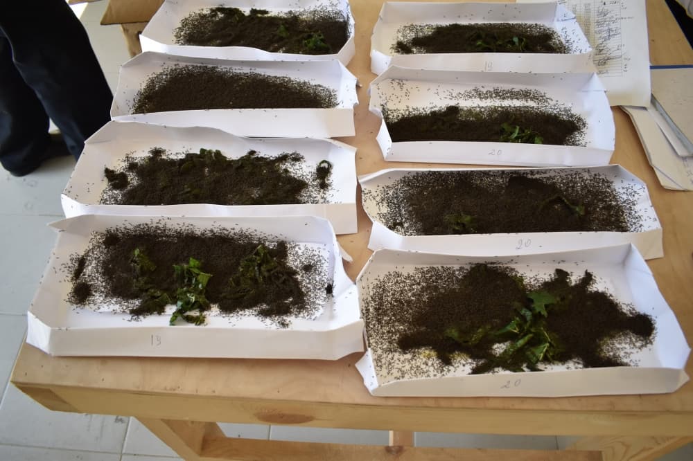 Yaş barama istehsalının 8,8 tona çatdırılması qarşıya hədəf qoyulub