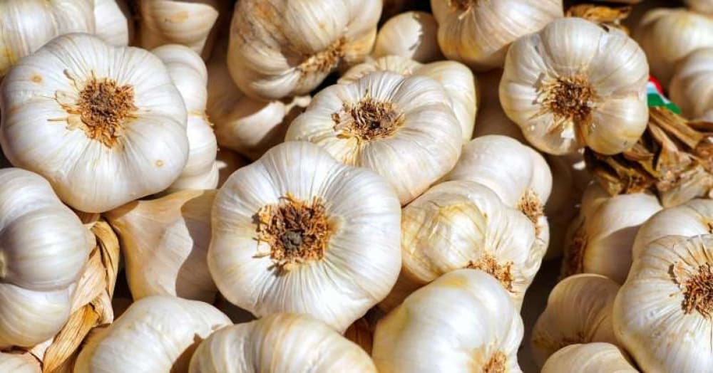 Yardımlıda sarımsaq yığımına başlanılıb