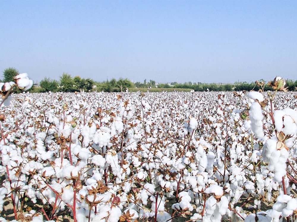 İmişlinin pambıq tarlalarında becərmə işləri davam edir