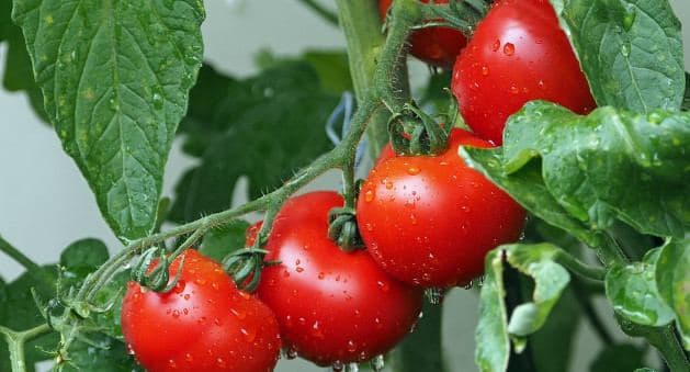 Azərbaycanda çəkisi 400 qram olan yeni pomidor sortu yaradıldı