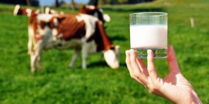 Yarım ildə süd istehsalı 16,9 faiz artıb