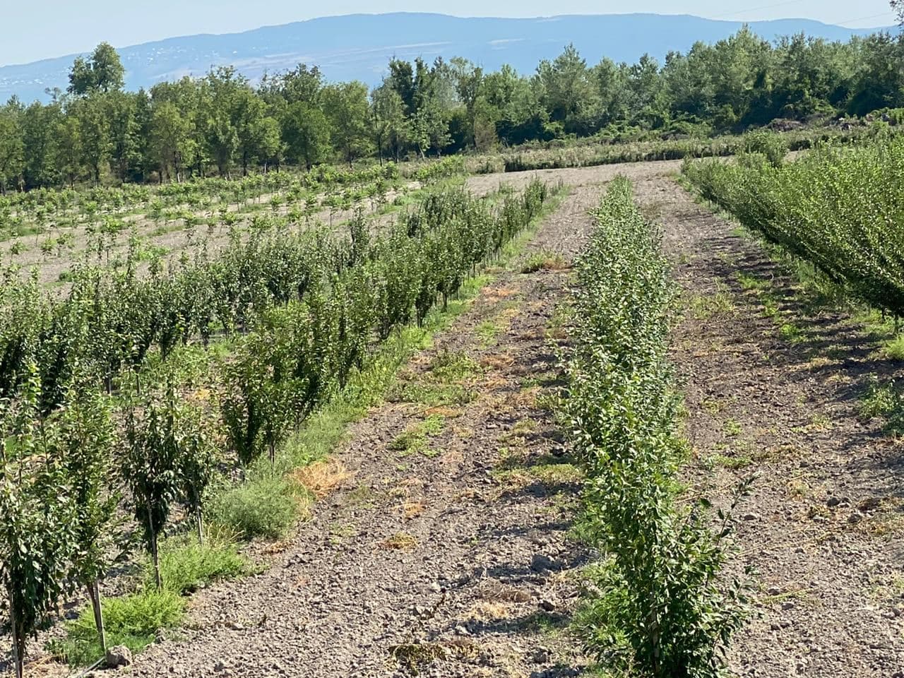 Qida təhlükəsizliyi üçün aqrobağların salınması vacibdir