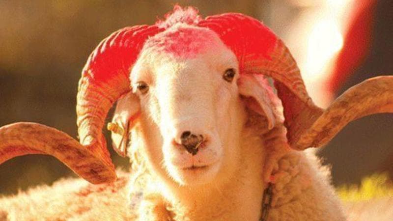 Ölkə üzrə qurbanların satış və kəsim yerləri - SİYAHI