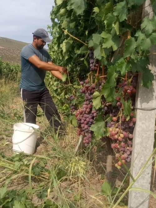 İsmayıllı rayonunda üzüm yığımına başlanılıb