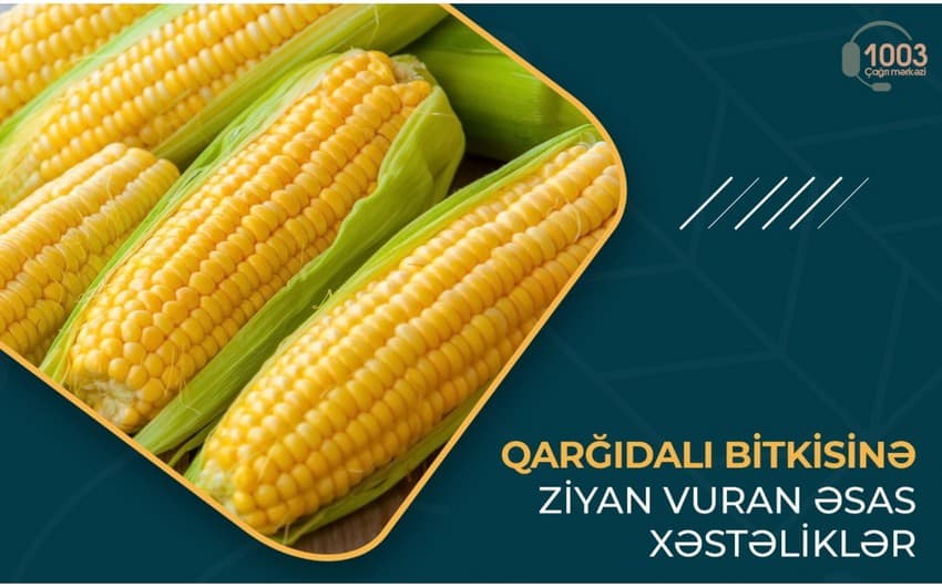Qarğıdalı bitkisinə ziyan vuran əsas xəstəliklər - MƏQALƏ