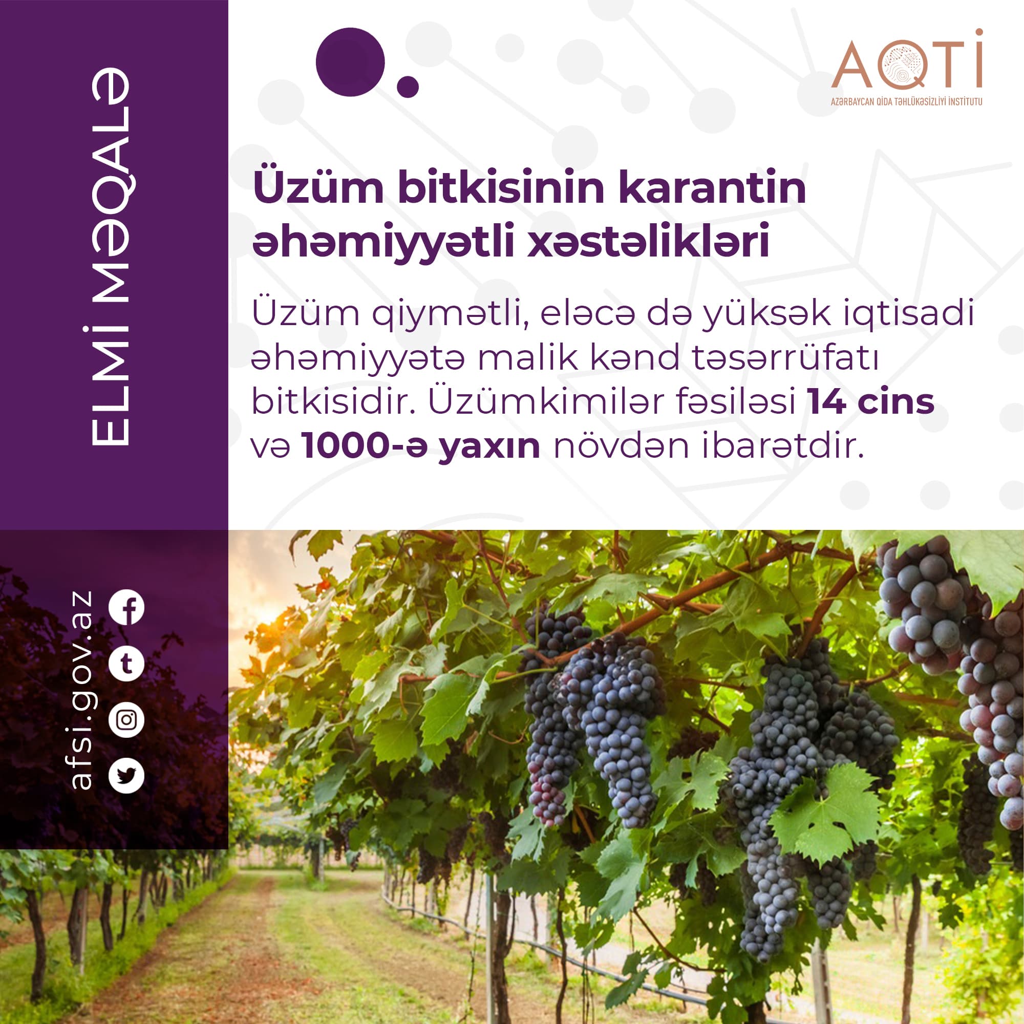 Üzüm bitkisinin karantin əhəmiyyətli xəstəlikləri