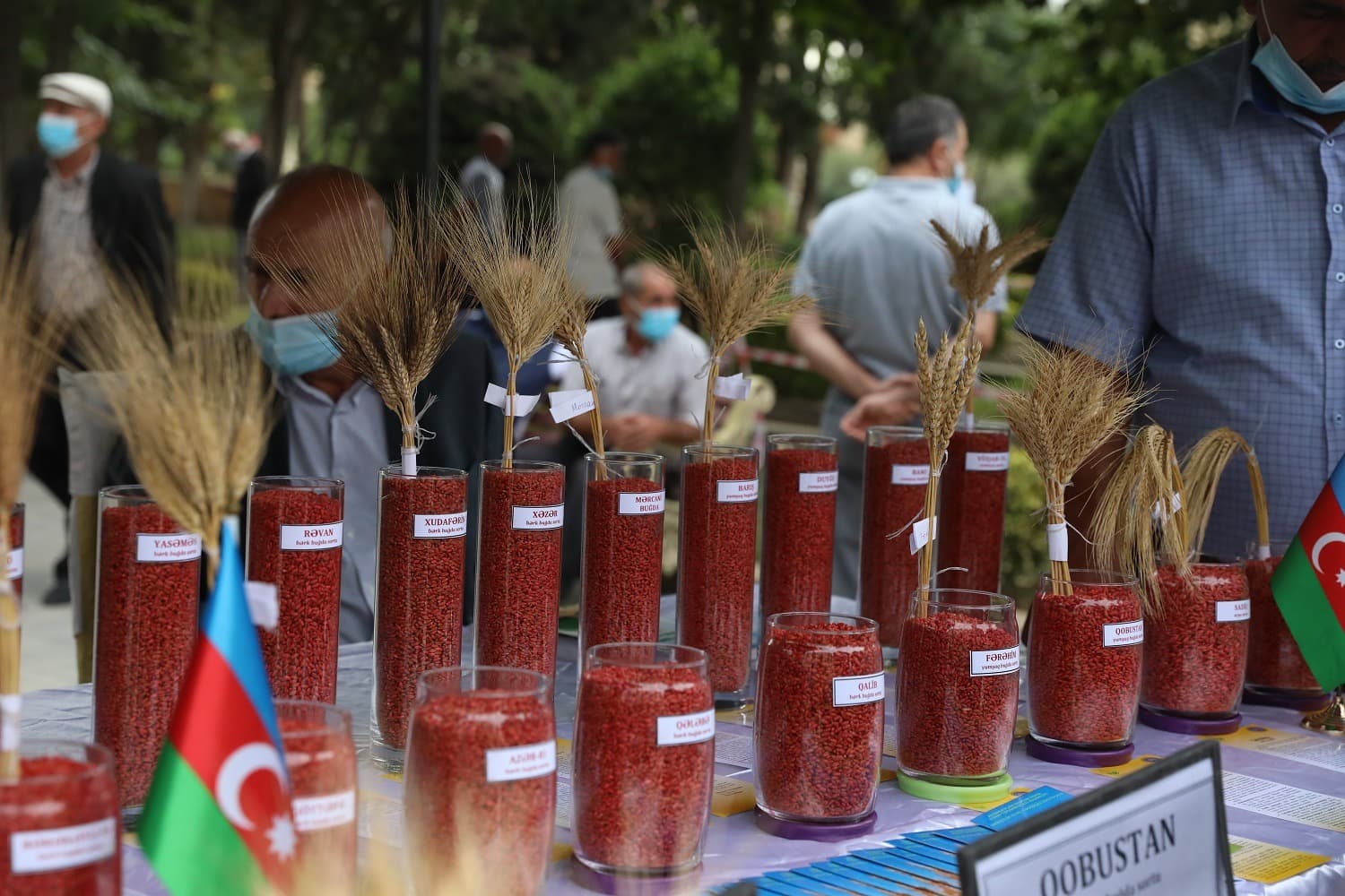 Cəlilabadda toxum sərgi-satış yarmarkası keçirilib