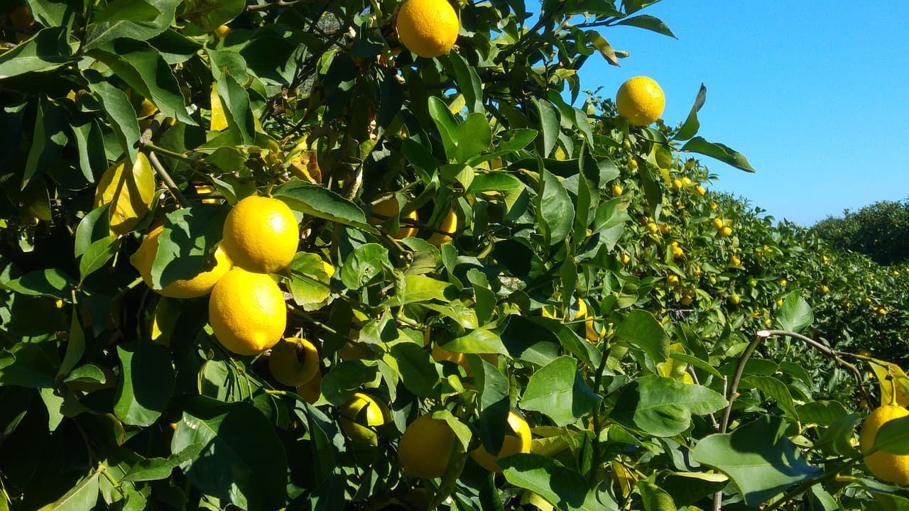 Limon və portağal bağlarının sığorta şərtləri açıqlandı  - MƏBLƏĞLƏR, TƏLƏBLƏR