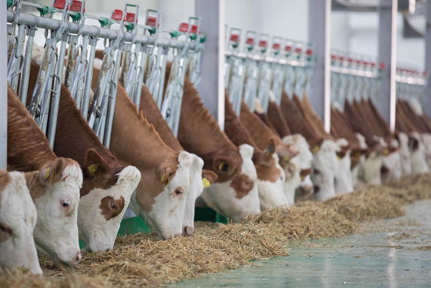 Qobustan Heyvandarlıq Nümayiş  Kompleksində xarici cins Simmental inəklərinin satışına başlanılıb