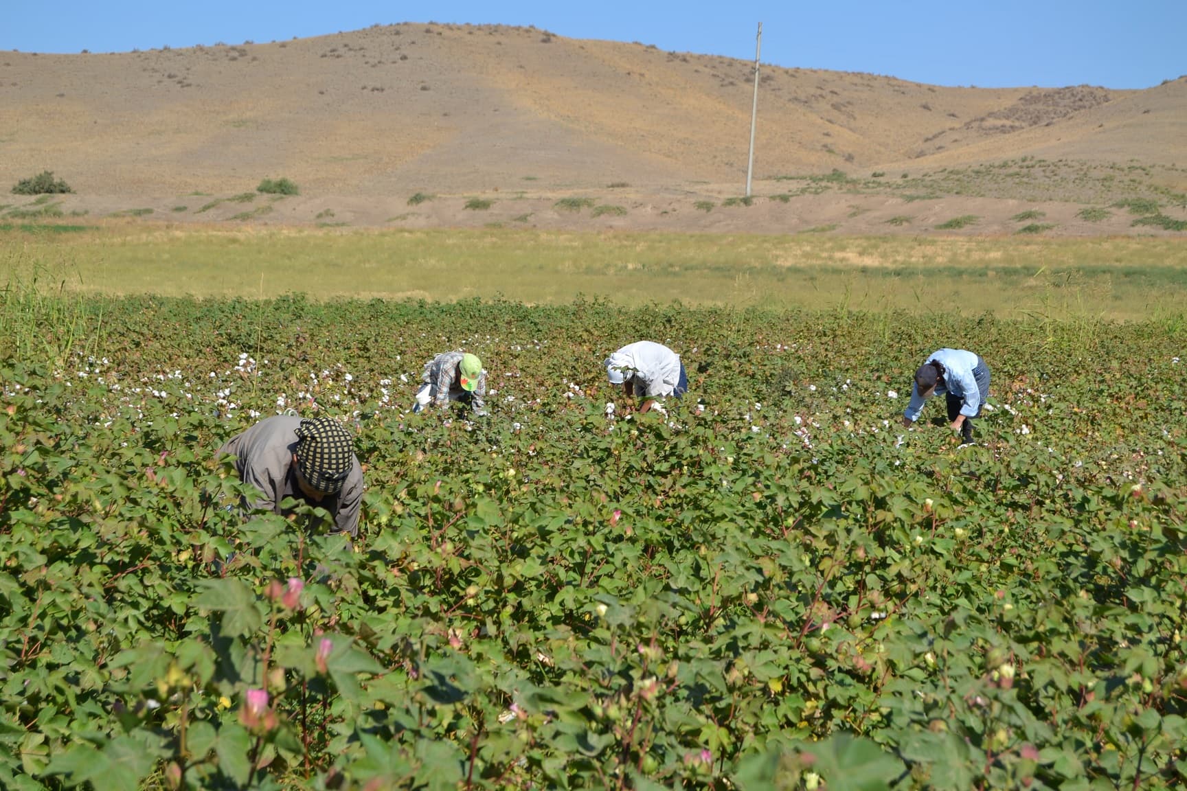 Fermerlər təhvil verdikləri pambığa görə yalnız məhsul subsidiyası alacaq