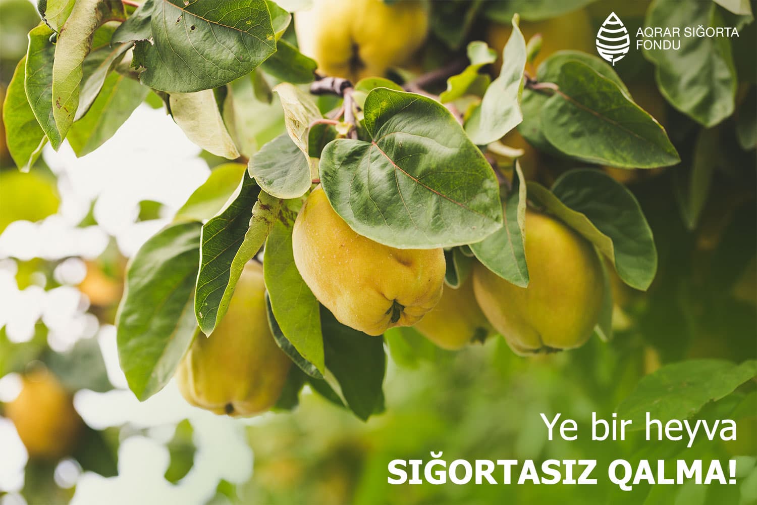 Heyva bağlarının güzəştli sığortası başlayıb - ŞƏRTLƏR, QİYMƏTLƏR, MƏBLƏĞLƏR