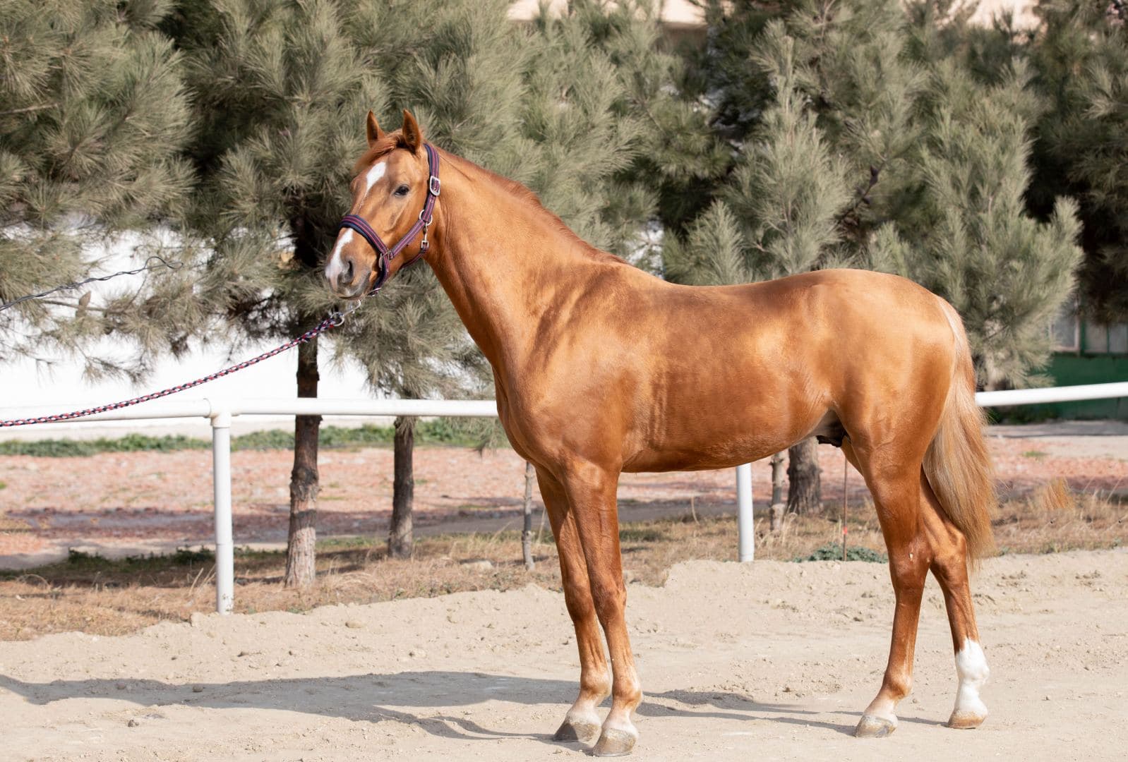 "Sultan", "Antikvar"... Hərraca çıxarılacaq Qarabağ atları
