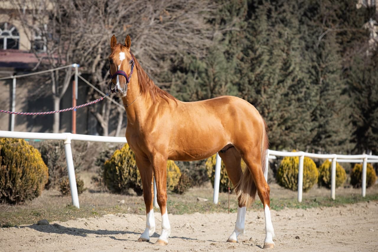 Satışa çıxarılacaq Qarabağ  atlarının ilkin qiymətləri açıqlanıb