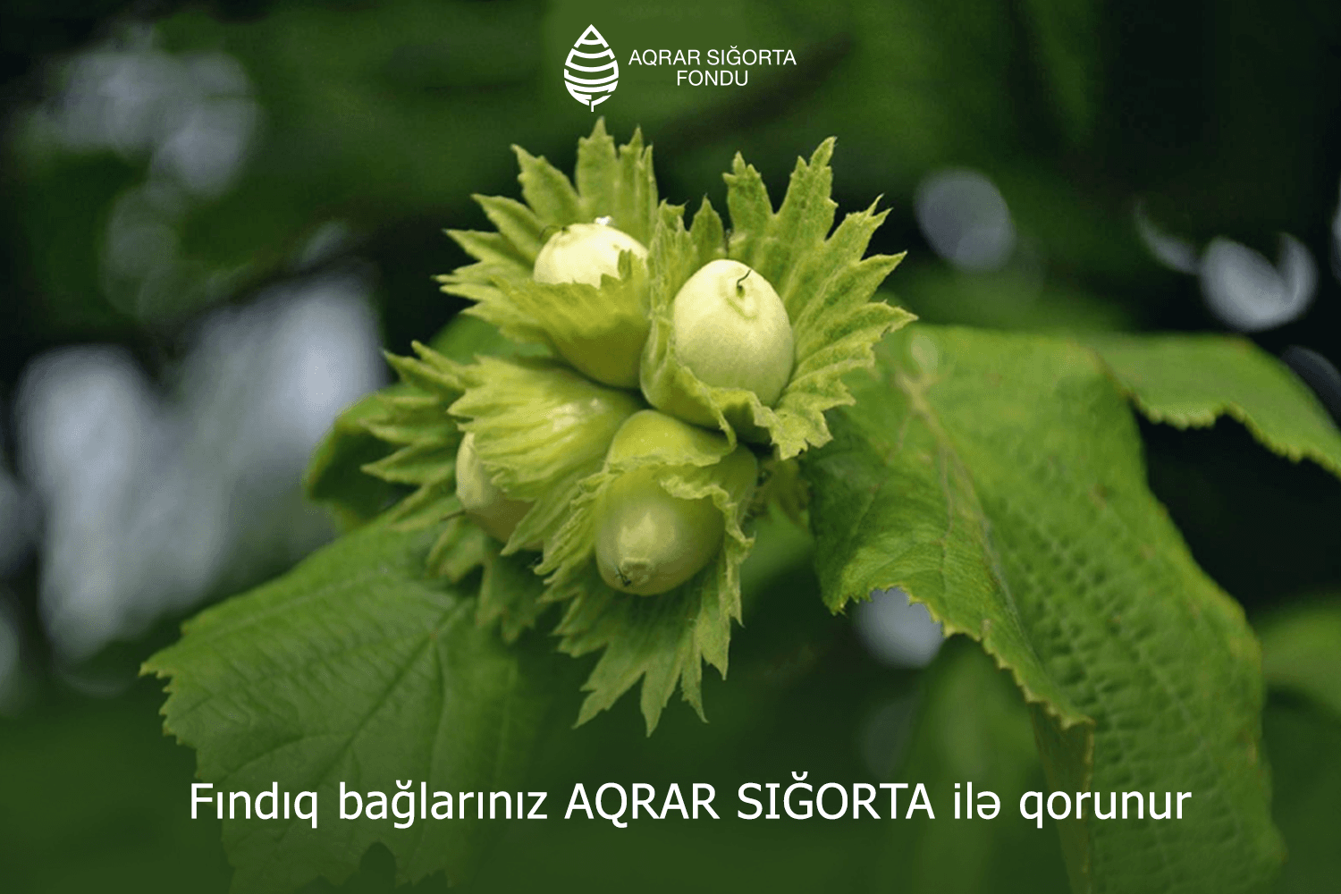 Azərbaycanda fındıq bağlarının güzəştli sığortası başlayıb - ŞƏRTLƏR, QİYMƏTLƏR, MƏBLƏĞLƏR