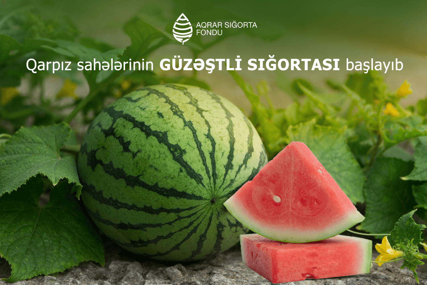 Azərbaycanda qarpız sahələrinin güzəştli sığortası başlayıb - ŞƏRTLƏR, QİYMƏTLƏR, MƏBLƏĞLƏR