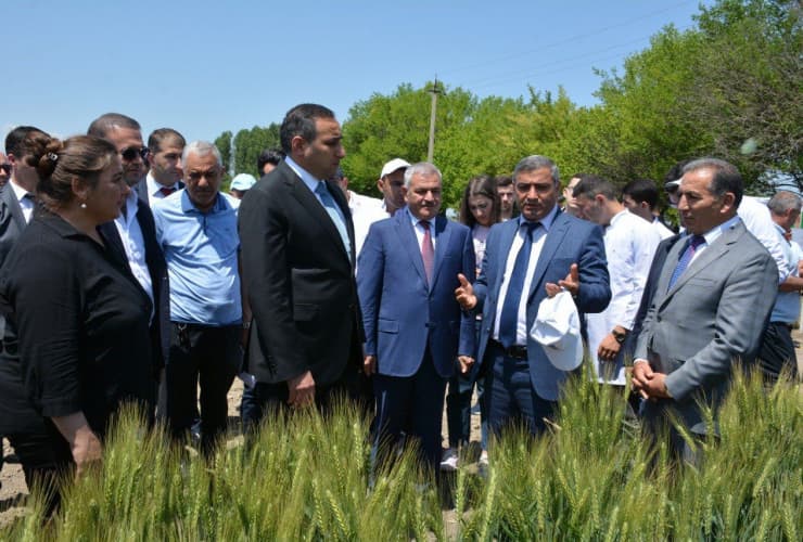Tərtərdə “Taxılçılıqda yeni sortlar və innovativ becərmə texnologiyaları” mövzusunda tarla müşavirəsi