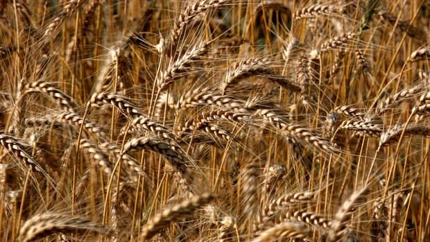 FAO: Ərzaq xərcləri rekord həddə artaraq 1,8 trilyon dollara çatıb