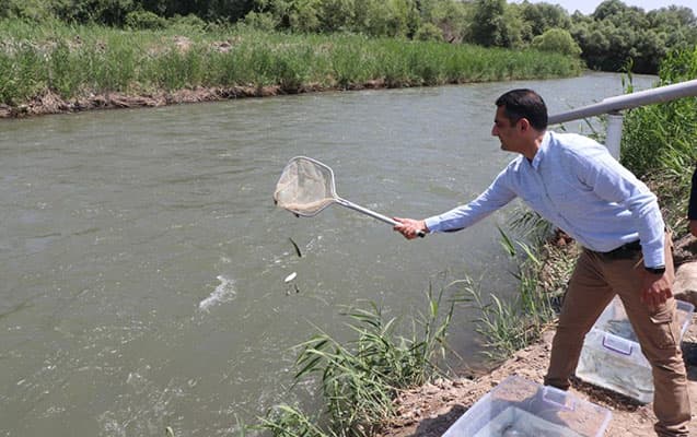 Zəngilanda Həkəri çayına qızılxallı forel körpələri buraxılıb