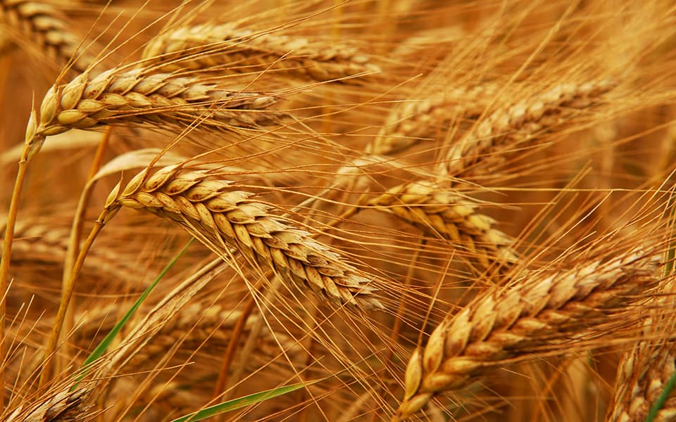FAO:Dünyada taxıl tədarükü bir az daha daralacaq