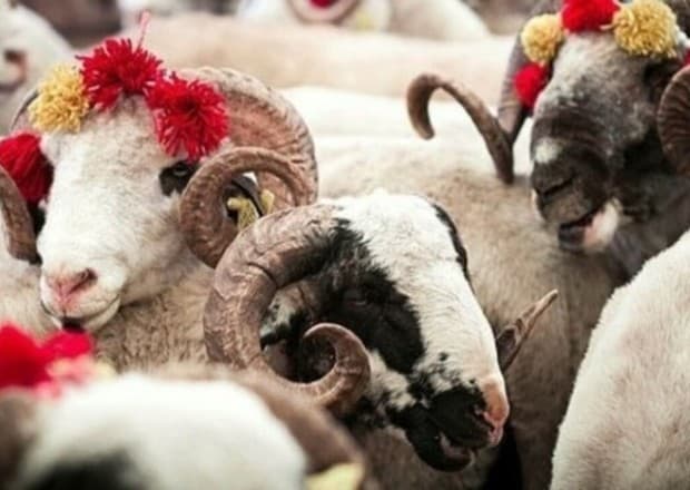 AQTA Qurban bayramı ilə bağlı vətəndaşlara müraciət edib