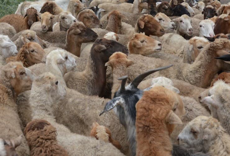 134 ünvanda qurbanlıq heyvanların satışı və kəsimi təşkil ediləcək
