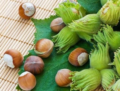 Azərbaycanda fındıq qalıqlarından bioenerji alına bilər