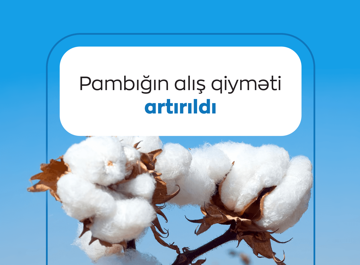 Pambıqçı fermerlərə daha bir müjdə: pambığın alış qiyməti növbəti dəfə artırıldı