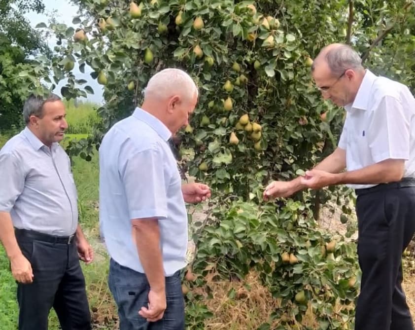 Taxılçı fermerlər toxumların dərmanlanmasının əhəmiyyəti barədə maarifləndiriliblər