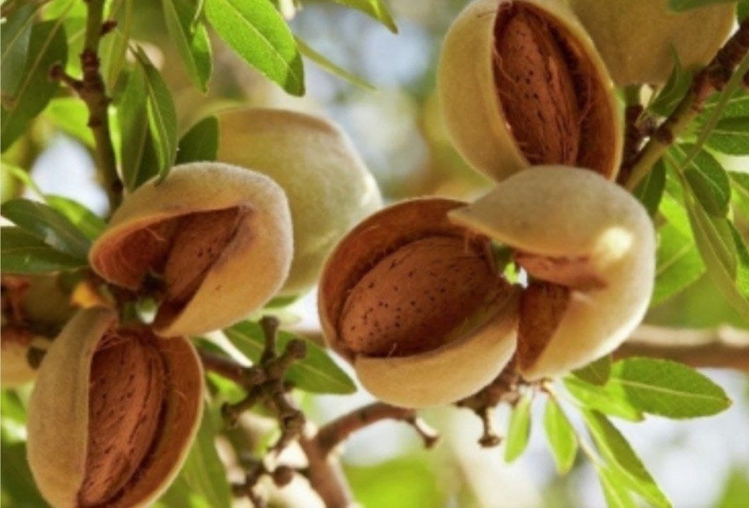 Şabranın badam bağlarında məhsuldarlıq iki dəfəyədək artıb