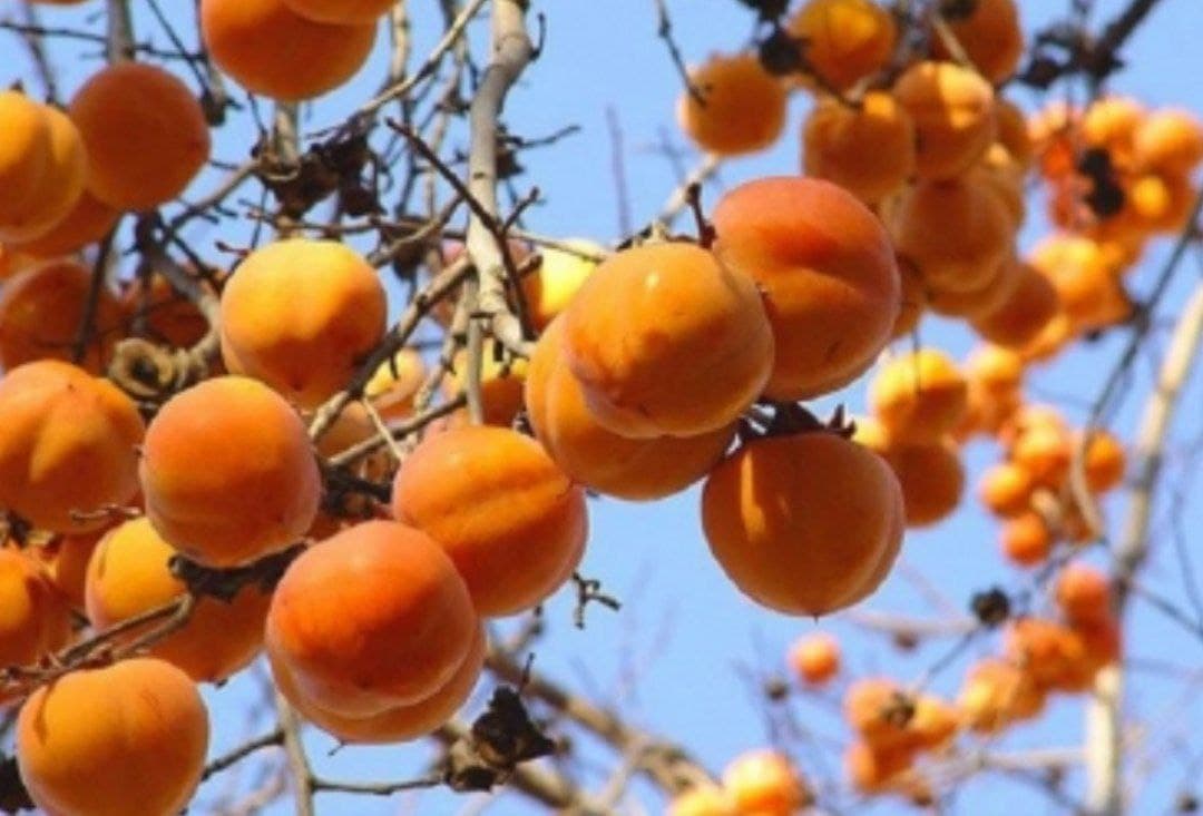 Göyçayda xurma yığımına başlanılıb