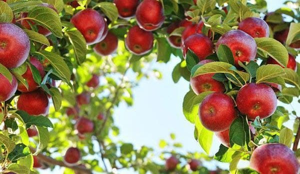 Salyanın meyvə bağlarından 1235 ton məhsul tədarük edilib